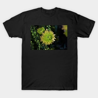 chrysanthemums T-Shirt